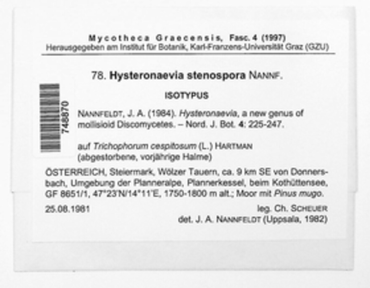 Hysteronaevia stenospora image